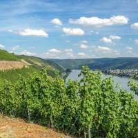 Vinohradnctvo v Rheingau a Rdesheime